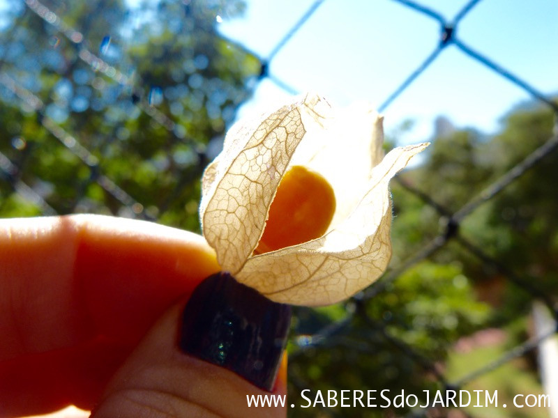 Physalis - Physalis Peruviana