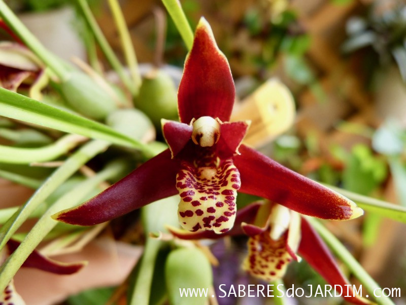 Orquídea Coco (Maxillaria Tenuifolia)