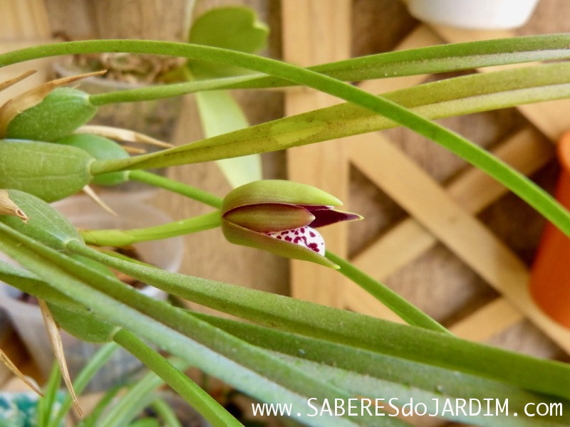 Orquídea Maxillaria Tenuifolia