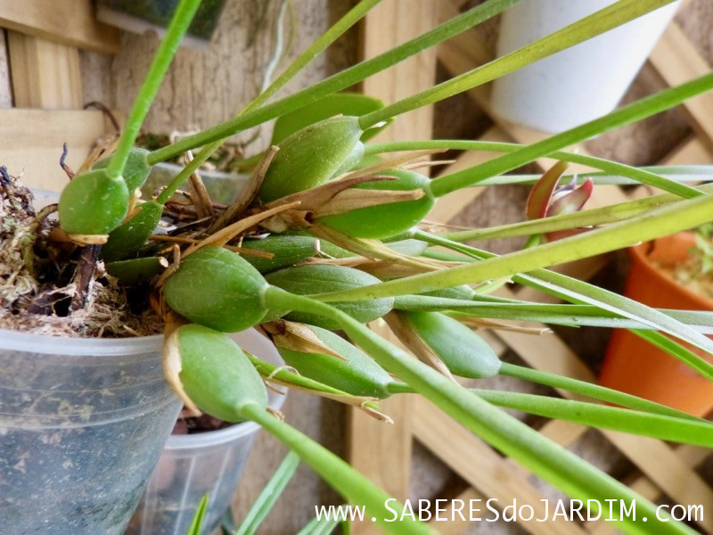 Orquídea Maxillaria Tenuifolia