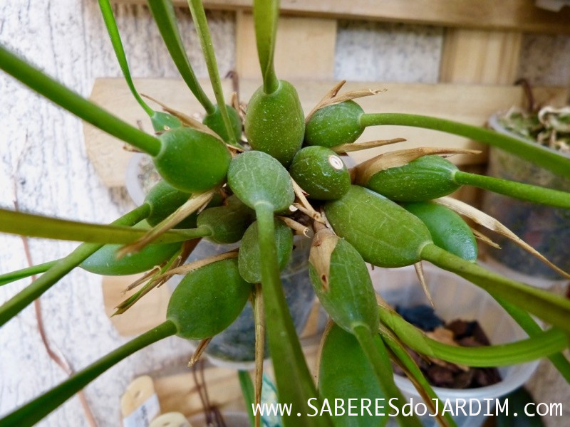 Orquídea Maxillaria Tenuifolia