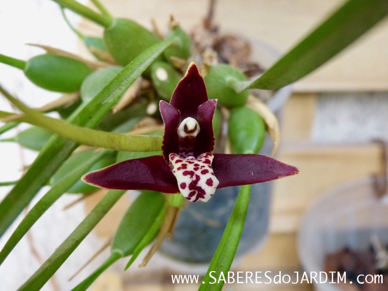 Orquídea Maxillaria Tenuifolia