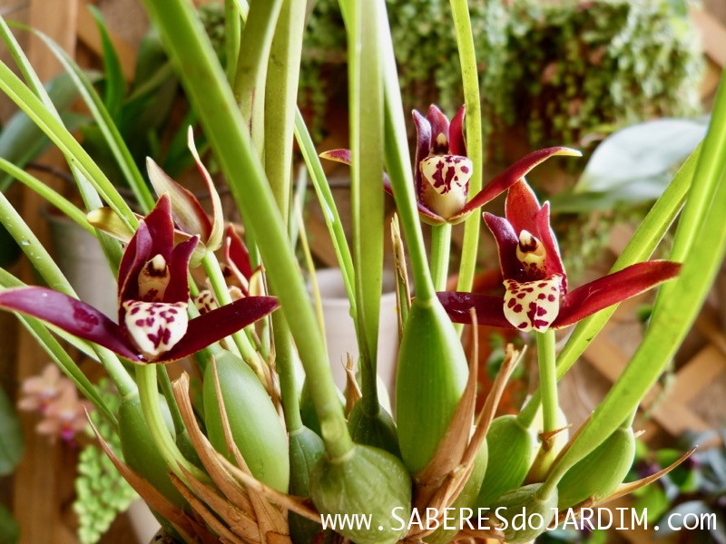 Orquídea Maxillaria Tenuifolia