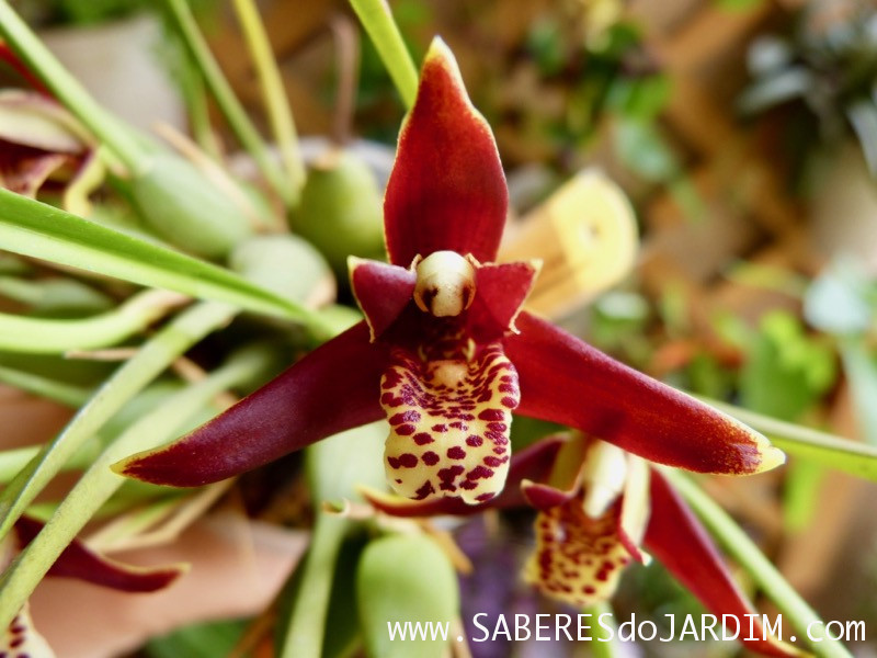 Orquídea Maxillaria Tenuifolia