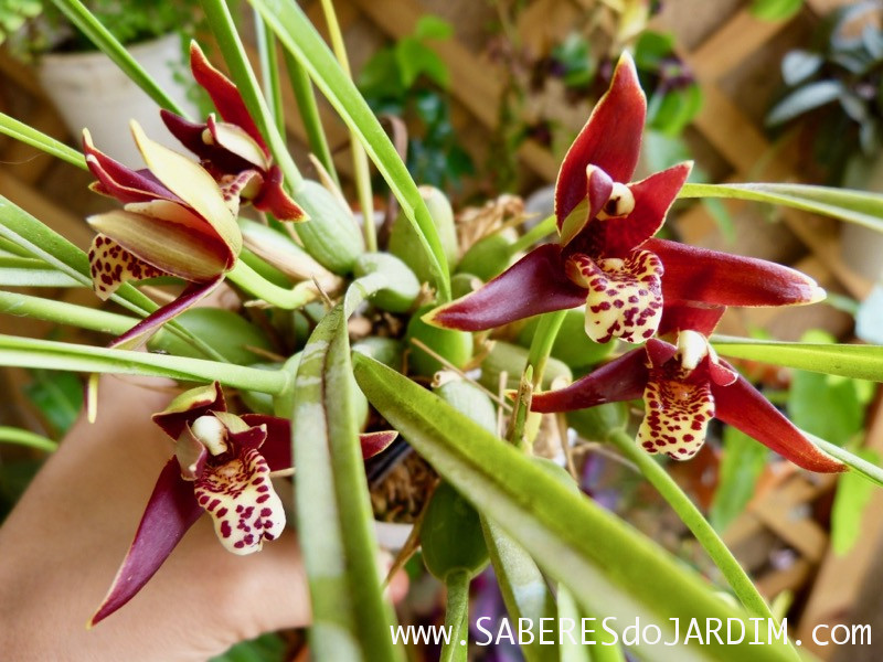 Orquídea Coco (Maxillaria Tenuifolia)