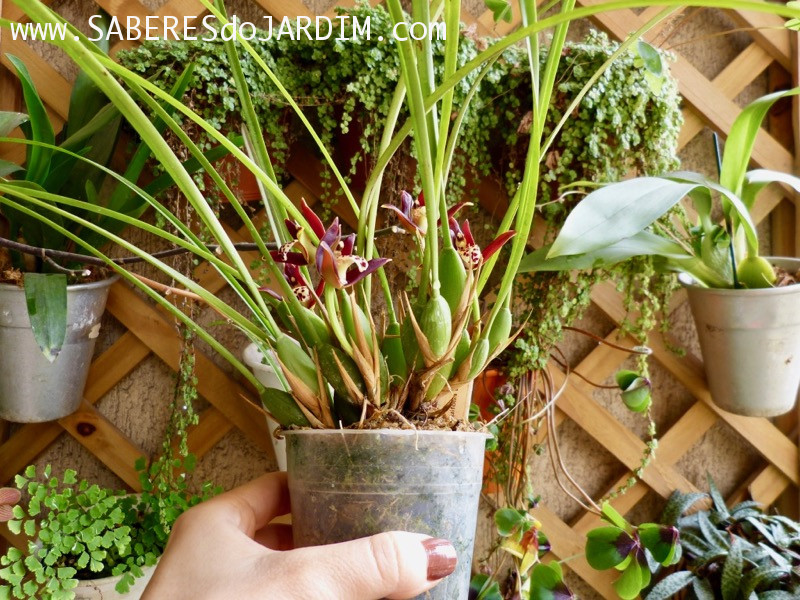 Orquídea Maxillaria Tenuifolia