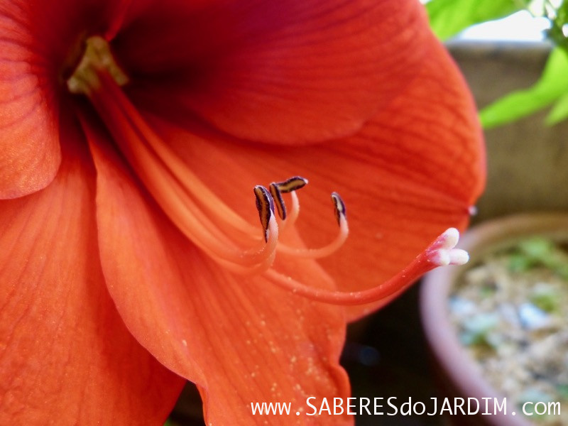 Amarilis ou Açucena (hippeastrum hybridum)