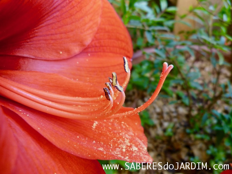 Amarilis - Hippeastrum hybridum