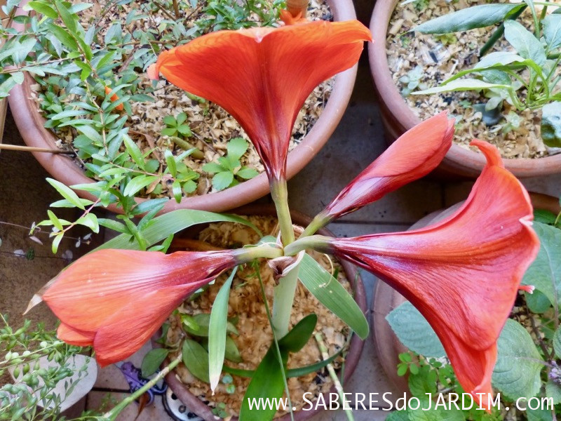 Amarilis Tosca - Hippeastrum hybridum