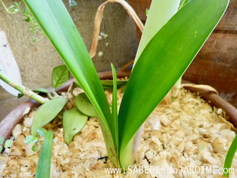 Amarilis Tosca - Hippeastrum hybridum