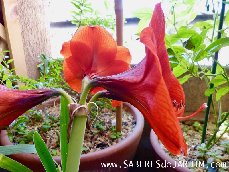 Amarilis - Hippeastrum hybridum