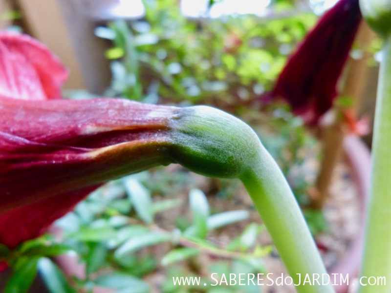 Amarilis - Hippeastrum hybridum