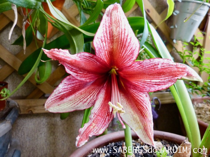 Amarilis ou Açucena (hippeastrum hybridum)