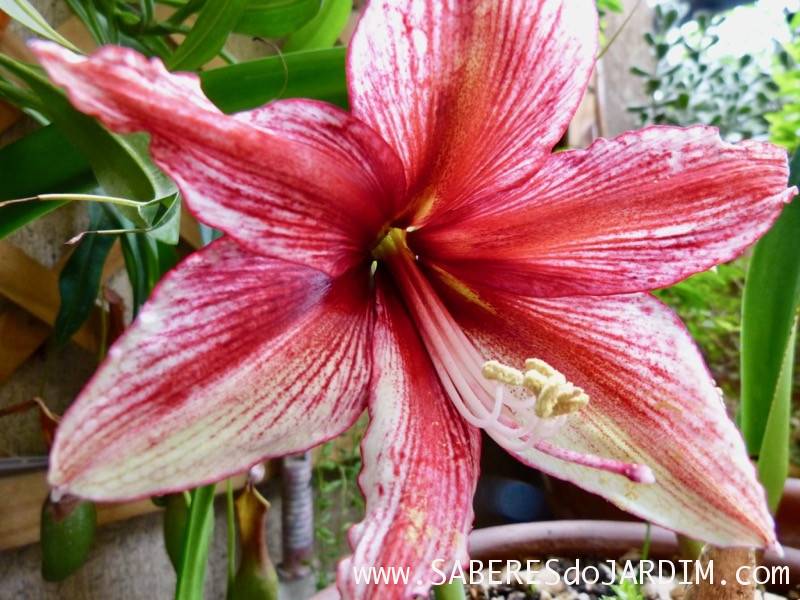 Amarilis Tosca - Hippeastrum hybridum