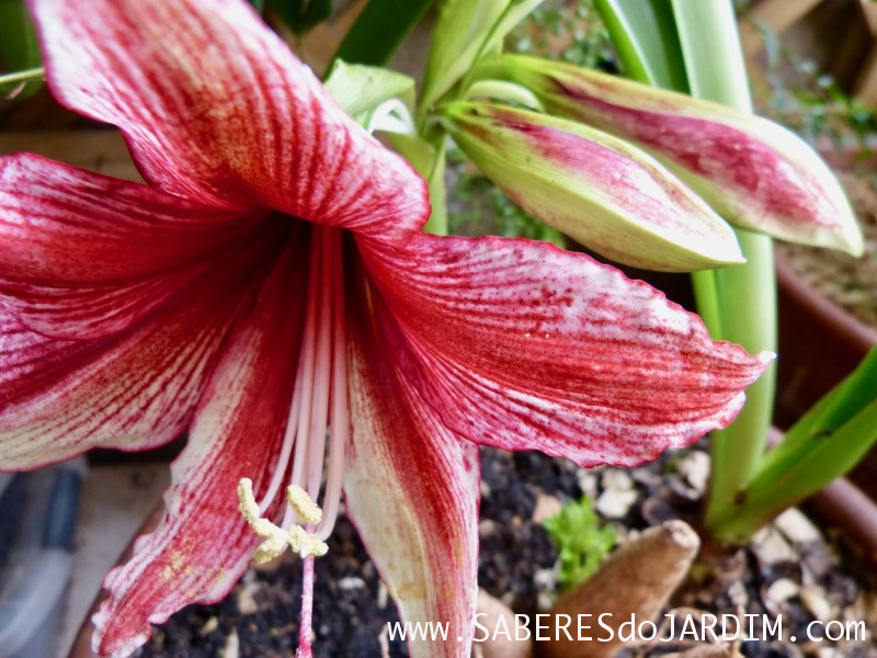 Amarilis Tosca - Hippeastrum hybridum