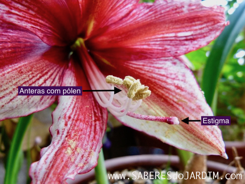 Amarilis Tosca - Hippeastrum hybridum