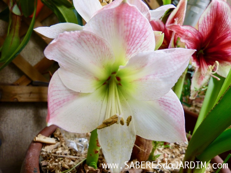 Amarilis Apple Blossom - Hippeastrum hybridum