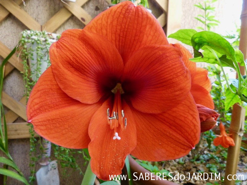 Amarilis ou Açucena (hippeastrum hybridum)