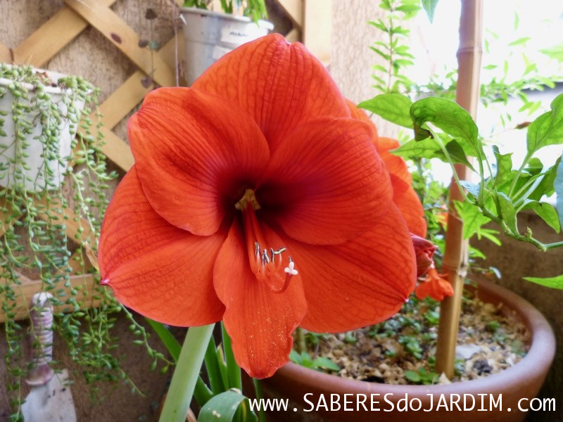 Amarilis ou Açucena (hippeastrum hybridum)