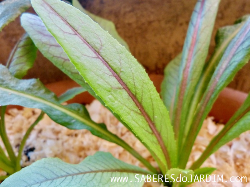 Almeirão Roxo ou Almeirão Japonês (Lactuca canadensis)