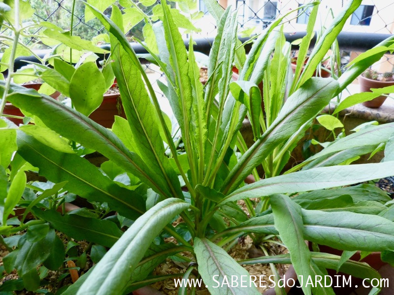 Almeirao roxo - Almeirao japonês - Lactuca canadensis