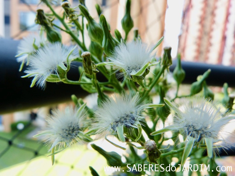 Almeirao roxo - Almeirao japonês - Lactuca canadensis