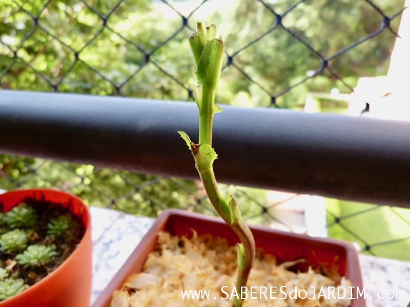 Almeirao roxo - Almeirao japonês - Lactuca canadensis