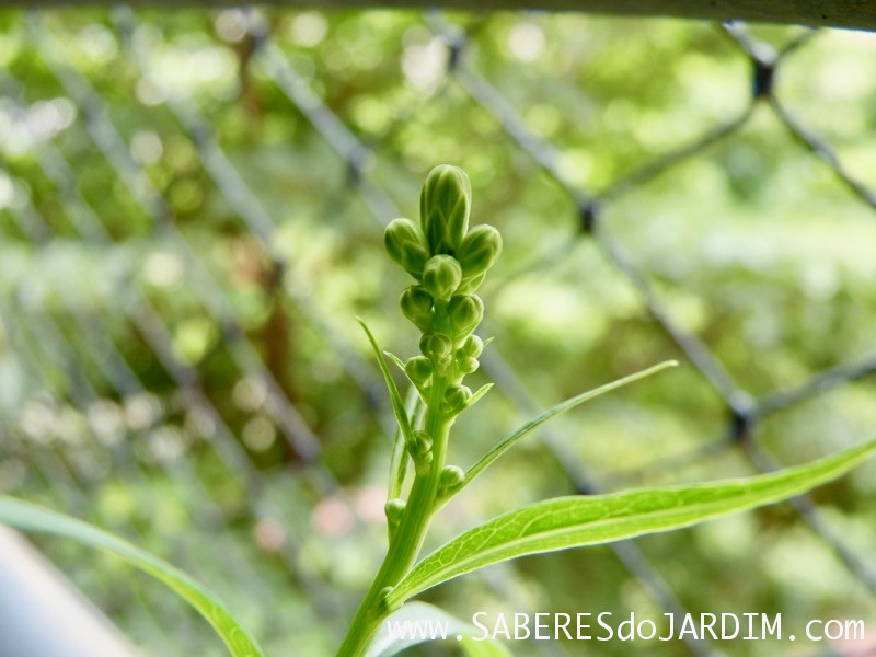 Almeirao roxo - Almeirao japonês - Lactuca canadensis