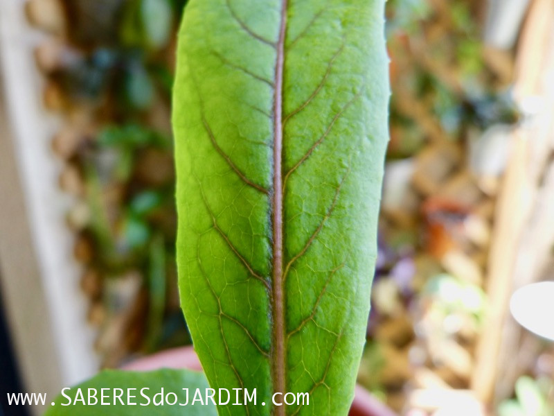 Almeirao roxo - Almeirao japonês - Lactuca canadensis