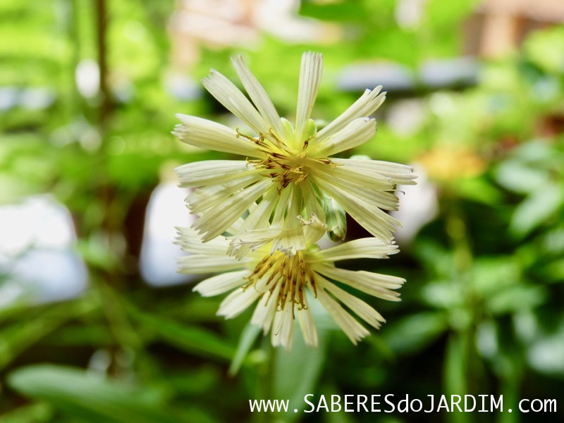 Almeirao roxo - Almeirao japonês - Lactuca canadensis