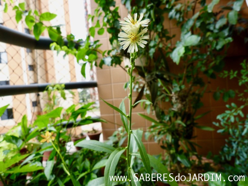 Almeirao roxo - Almeirao japonês - Lactuca canadensis