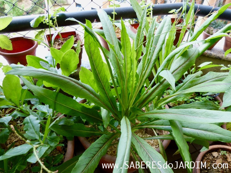 Almeirao roxo - Almeirao japonês - Lactuca canadensis