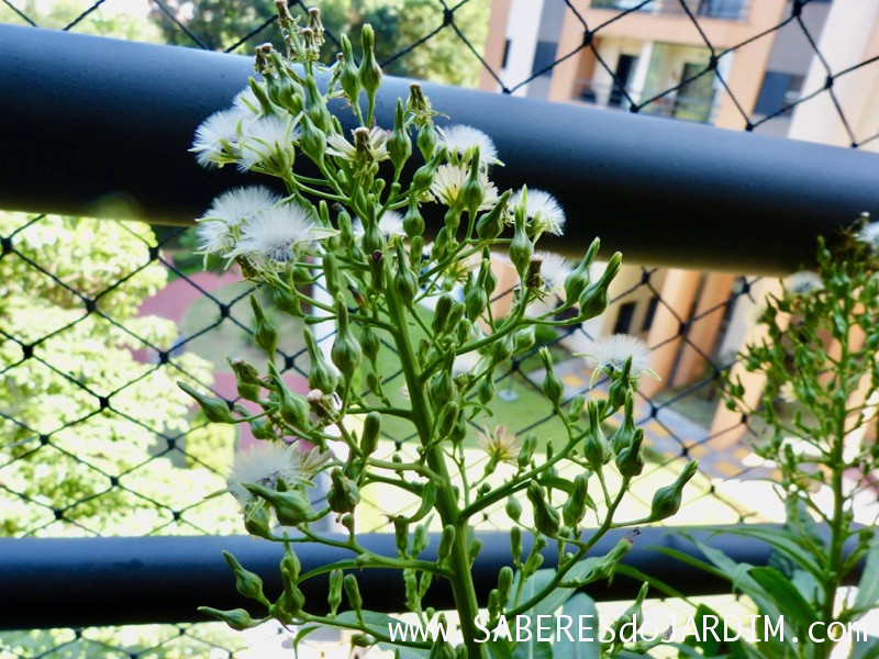 Almeirao roxo - Almeirao japonês - Lactuca canadensis