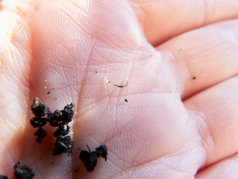 Planta Murchou e Morreu do Nada? Pode ser Fungus Gnats