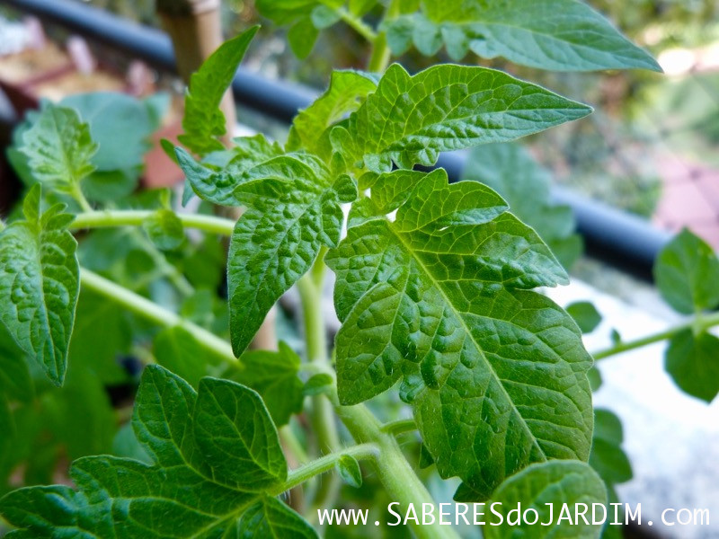 Tomate Cereja Samambaia