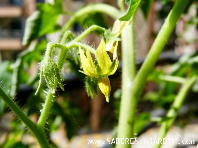 Tomate Cereja Samambaia