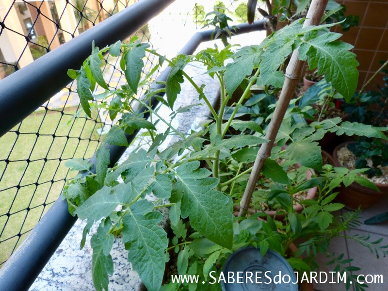 Tomate Cereja Samambaia