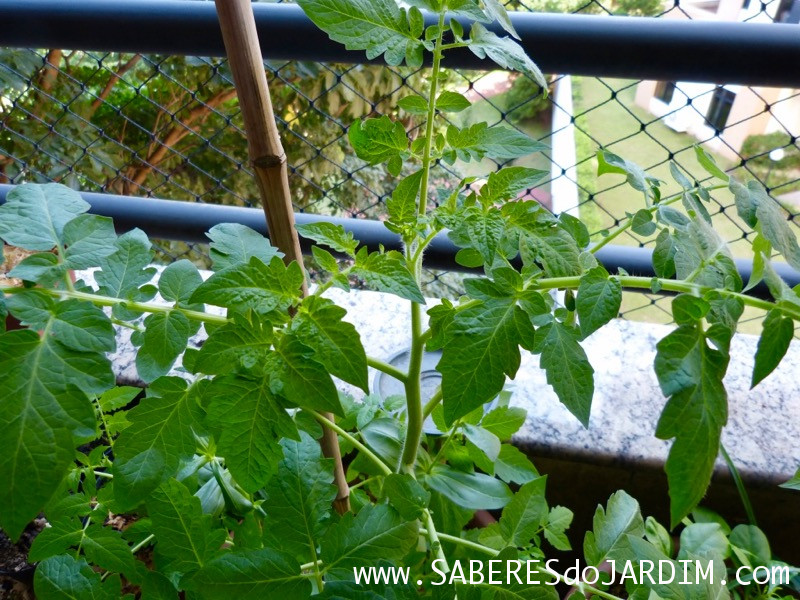 Tomate Cereja Samambaia