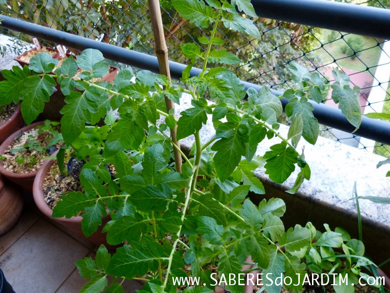 Tomate Cereja Samambaia