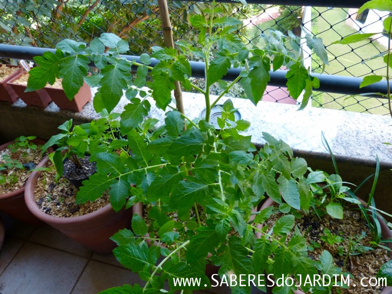 Tomate Cereja Samambaia