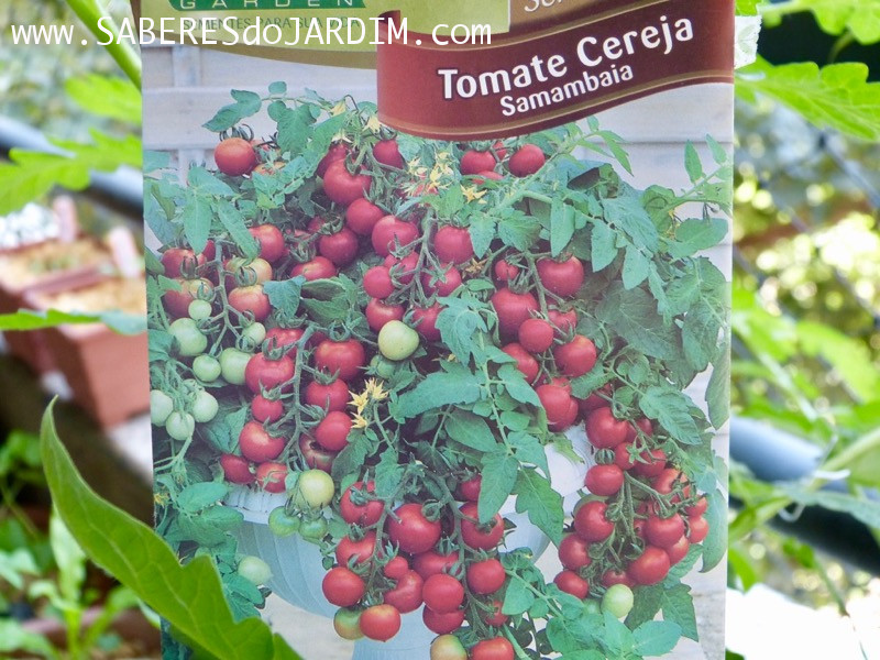 Tomate Cereja Samambaia