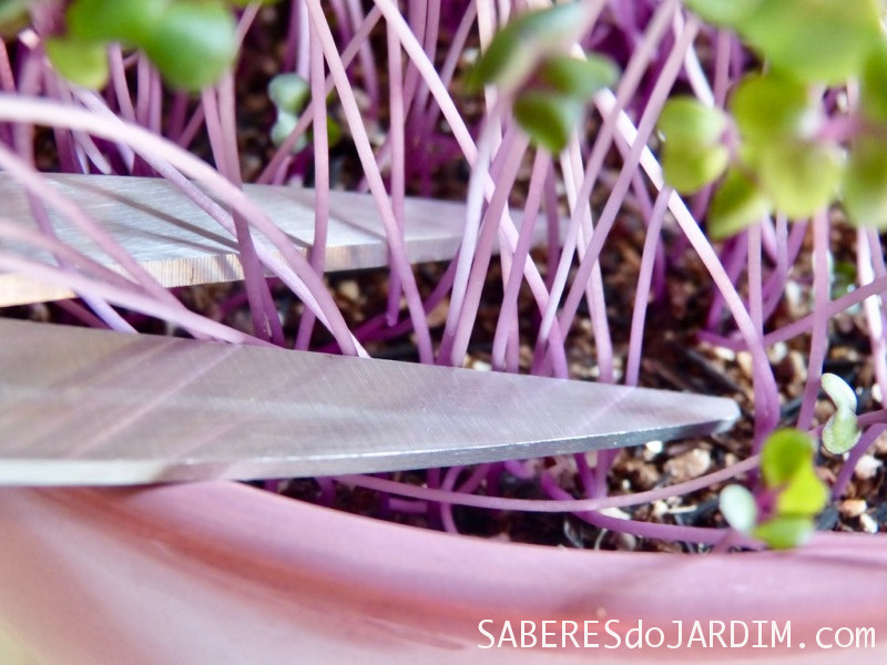 Microverdes - Microgreens