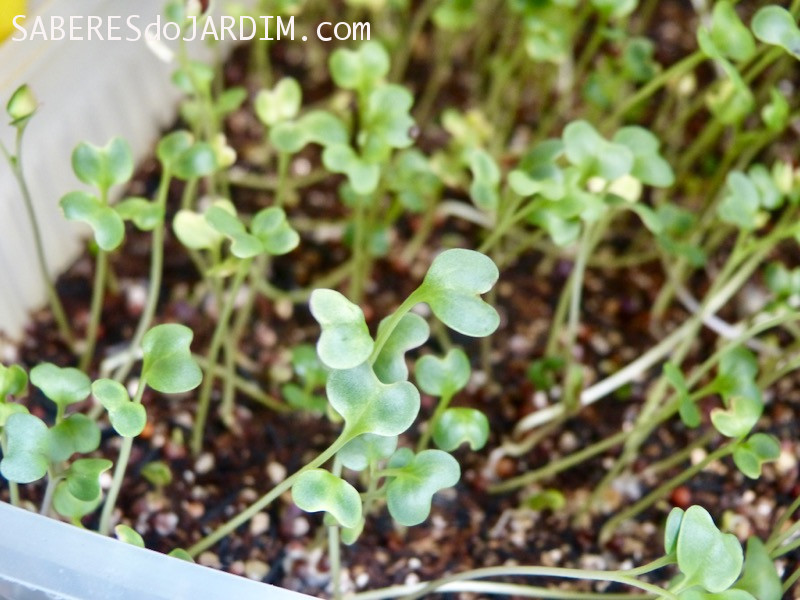 Microverdes - Microgreens