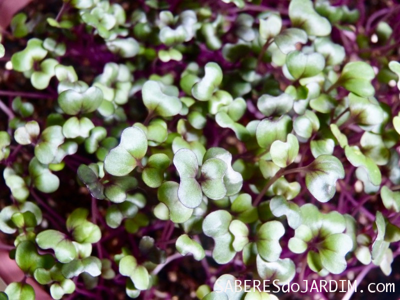 Como Produzir Microverdes (Microgreens)