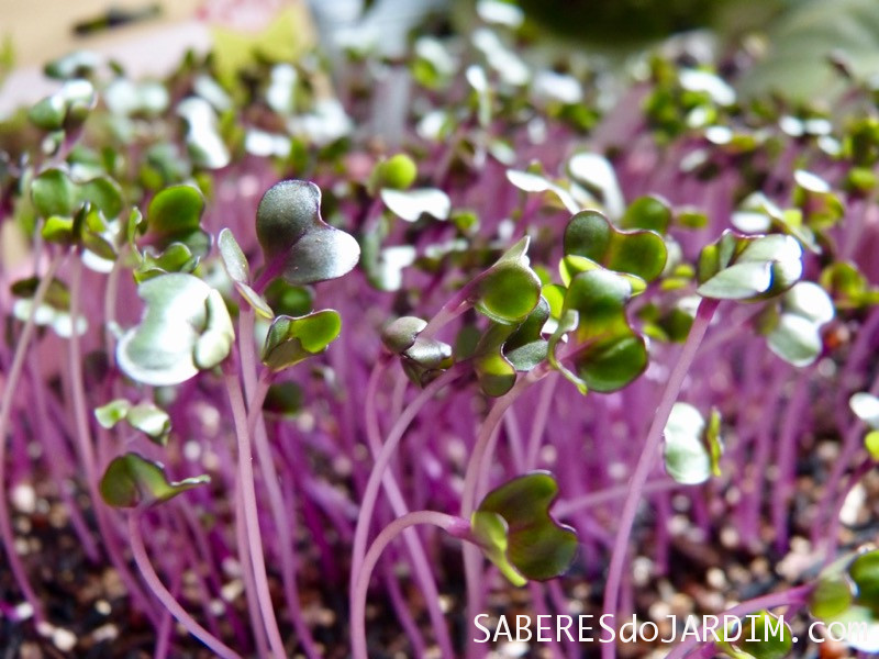 Microverdes - Microgreens