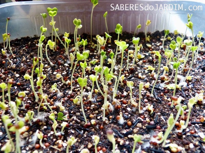 Microverdes - Microgreens