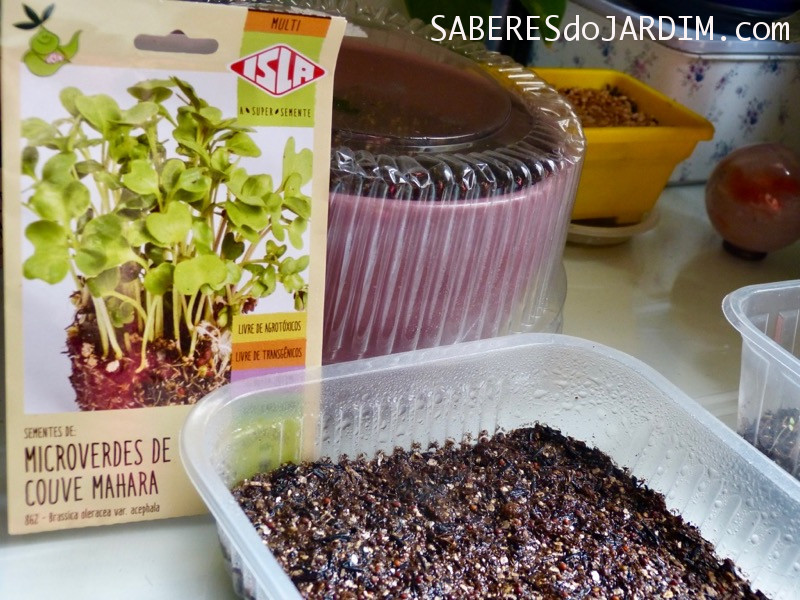 Microverdes - Microgreens