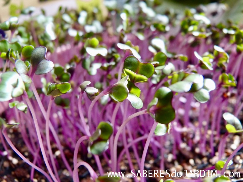 Microverdes - Microgreens - Repolho Roxo