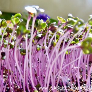 Microverdes de Repolho Roxo