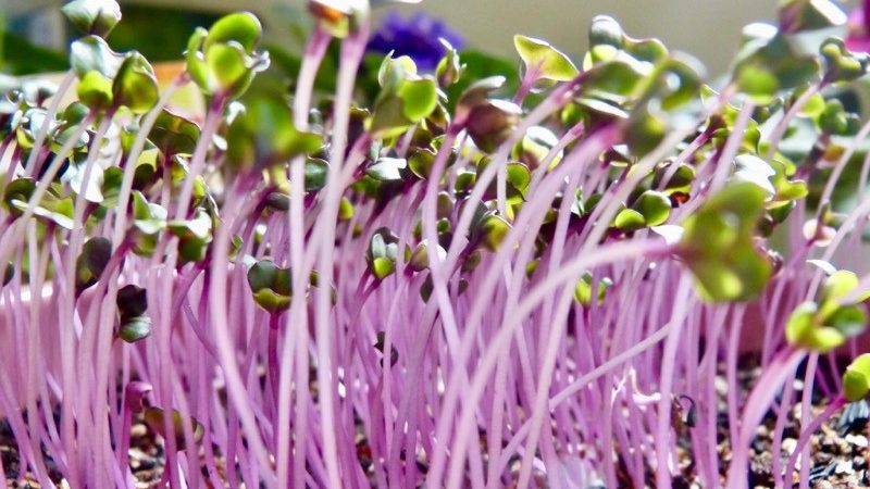 Microverdes de Repolho Roxo